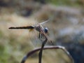 A close-up view of an Anisoptera, a close-up of a dragonfly insect Royalty Free Stock Photo